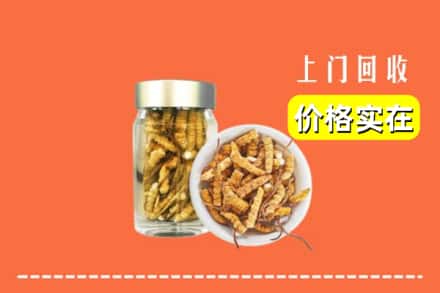 龙亭区回收散虫草